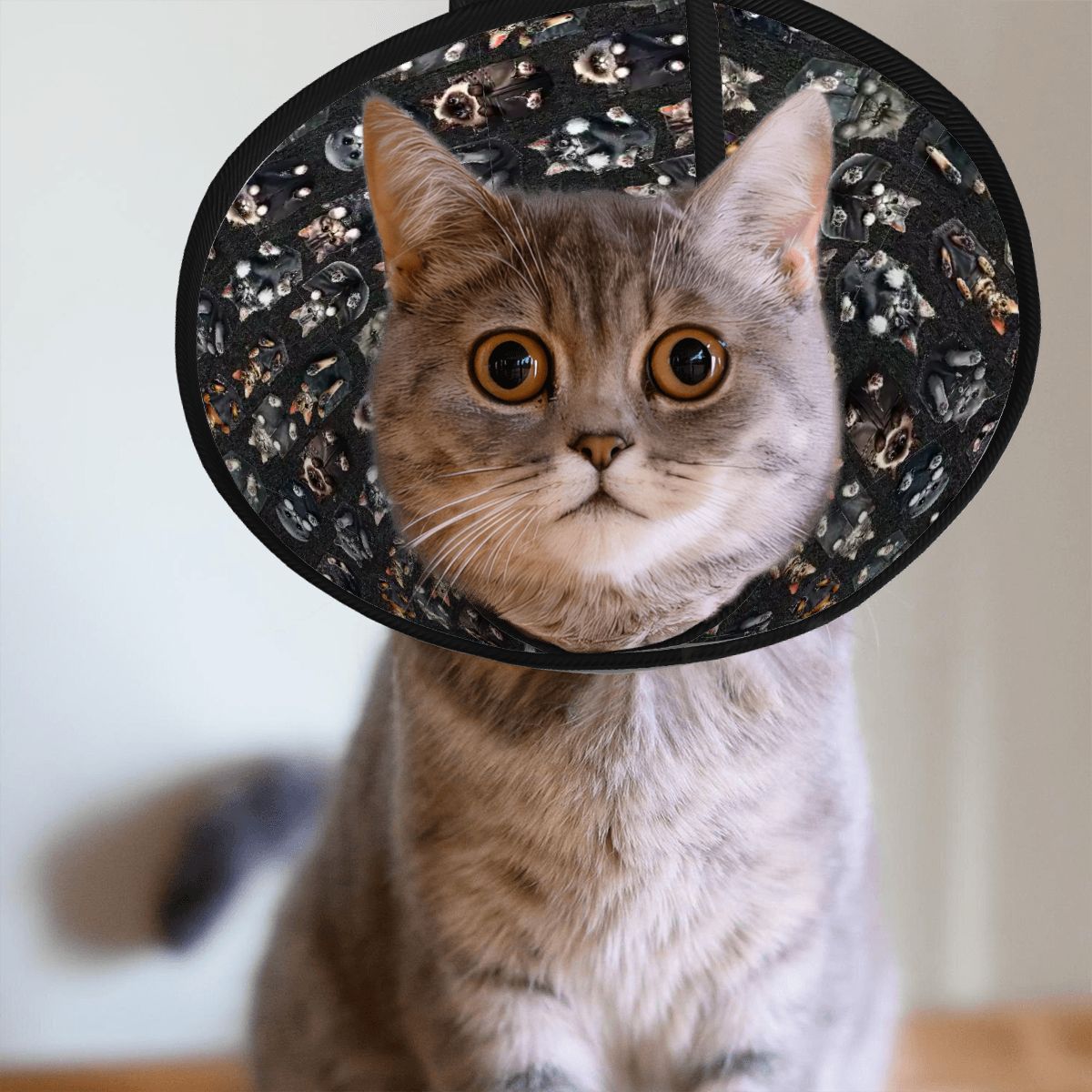 Pet Elizabethan, Pet Medical Collar