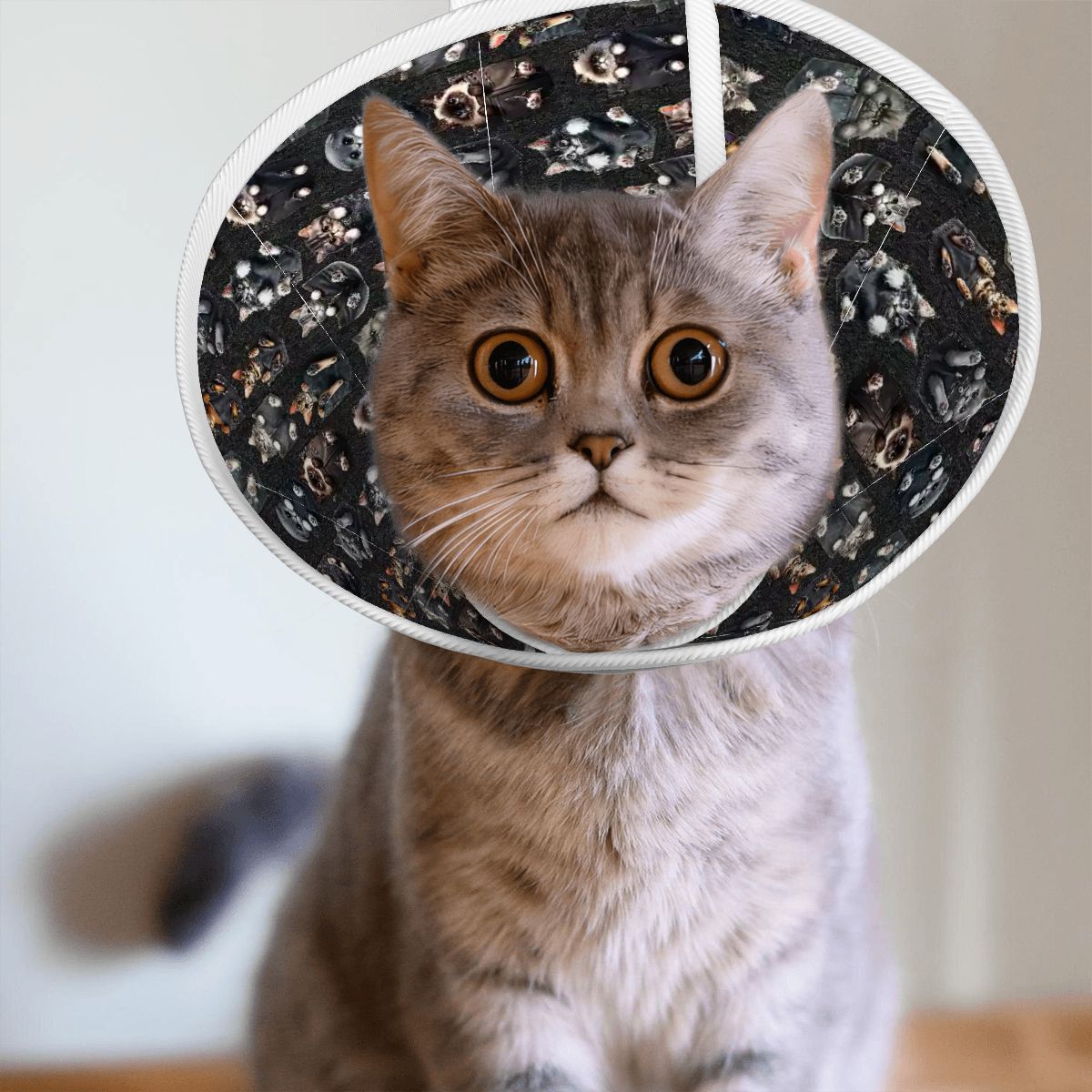 Pet Elizabethan, Pet Medical Collar