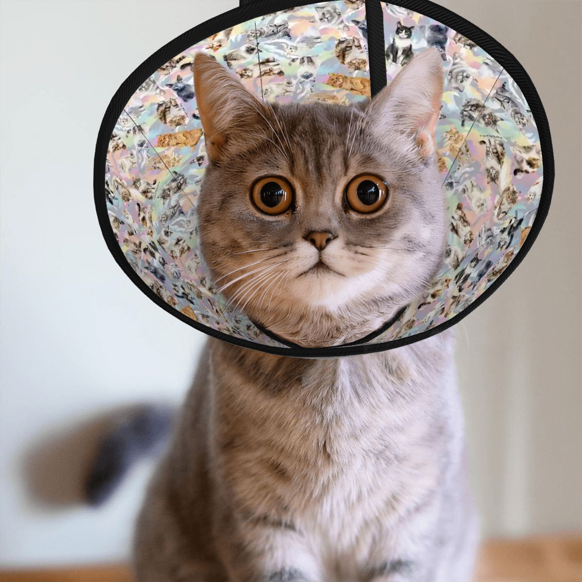 10 Animal Designs, Pet Elizabethan, Pet Medical Collar